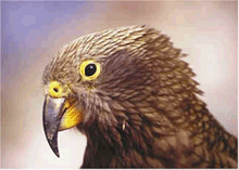 Keha